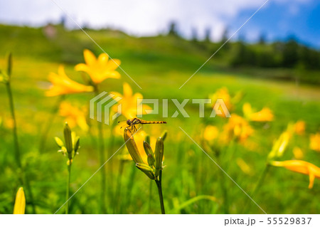 （長野県）志賀高原・東館山高山植物園　夏 55529837