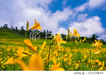 （長野県）志賀高原・東館山高山植物園　夏 55529844