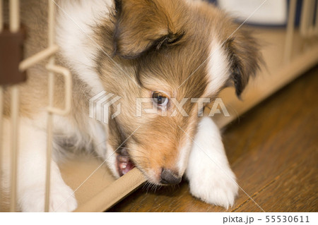 ケージを噛むシェルティー子犬の写真素材