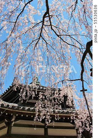 善峯寺 善峯寺 55530636