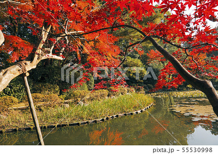 11月 紅葉の平安神宮の写真素材