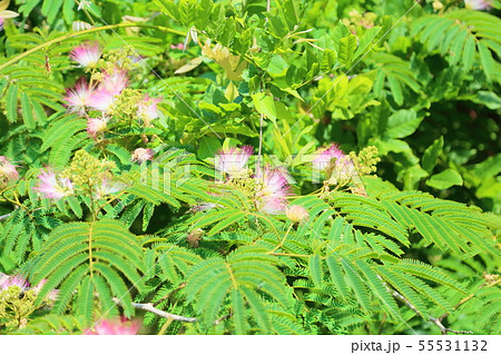 ネムノキの花 ネムノキの花 55531132