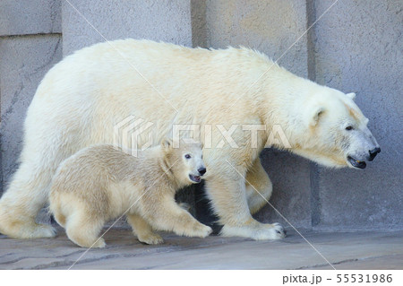 シロクマの親子の写真素材 [55531986] - PIXTA