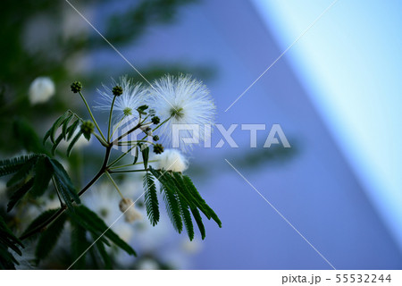 白色ねむの木の花 白色ねむの木の花 55532244