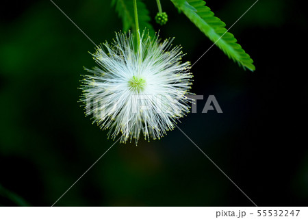 白色ねむの木の花 白色ねむの木の花 55532247
