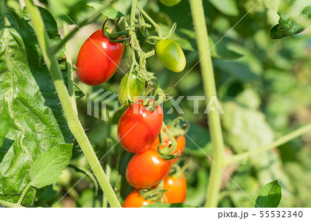家庭菜園のミニトマト アイコ 家庭菜園のミニトマト アイコ 55532340