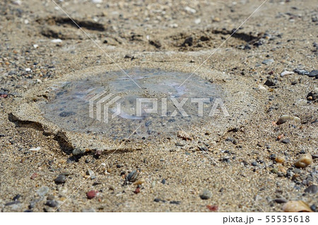 海水浴はクラゲに注意 55535618