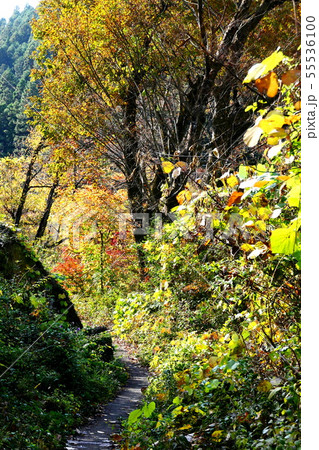 秋の小径 秋の小径 55536100