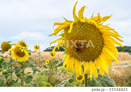 Wonderful panoramic view field of sunflowers by summertime 55536925