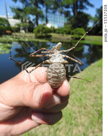 ヤゴの抜け殻標本 トンボ羽化殻標本（15種類37頭）オオヤマトンボ