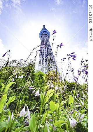 ドームガーデンの花と東京スカイツリー ドームガーデンの花と東京スカイツリー 55537416