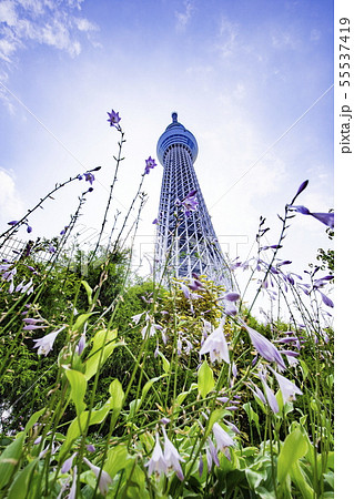 ドームガーデンの花と東京スカイツリー ドームガーデンの花と東京スカイツリー 55537419