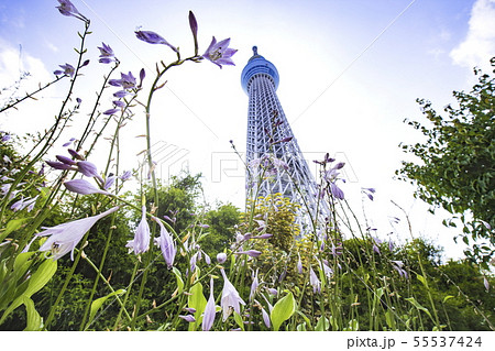 ドームガーデンの花と東京スカイツリー　 55537424