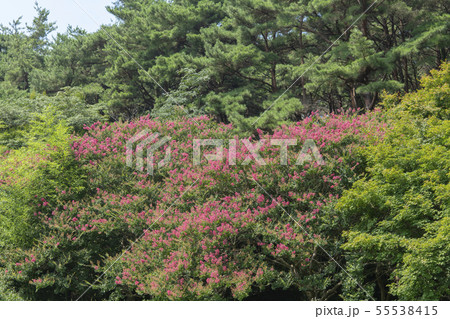 風景 自然 韓国 55538415