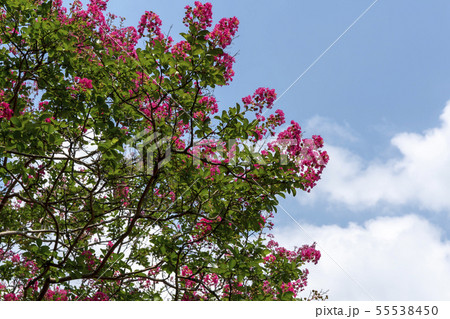 風景 木 自然 55538450