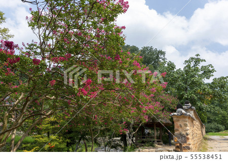 風景 自然 韓国 55538451