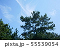 夏の空と松 55539054