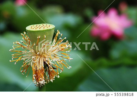 大賀ハスの実 55539818