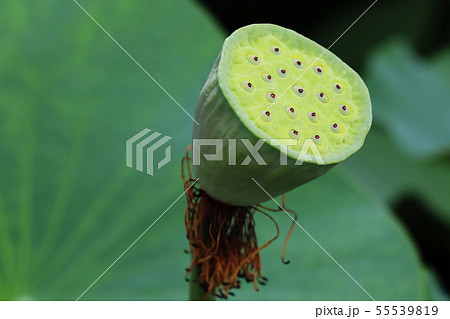 大賀ハスの実 55539819