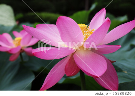 大賀ハス 55539820