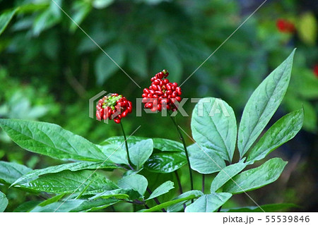 高麗人参 実 花 55539846