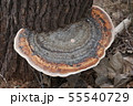 サルノコシカケ 55540729