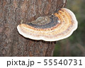 サルノコシカケ 55540731