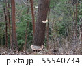 サルノコシカケ 55540734