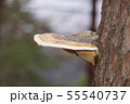 サルノコシカケ 55540737
