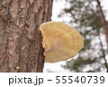 サルノコシカケ 55540739