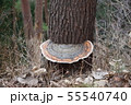 サルノコシカケ 55540740