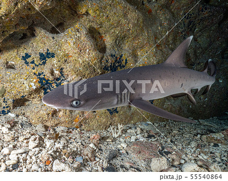 ネムリブカ ネムリブカ 55540864