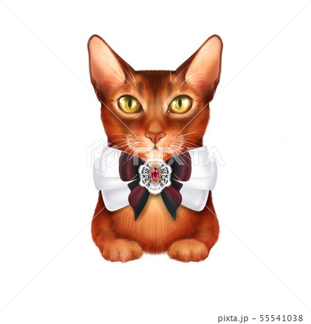 Ginger cat, isolated on white Ginger cat, isolated on white 55541038