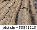 モグラの跡 55541215