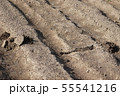 モグラの跡 55541216