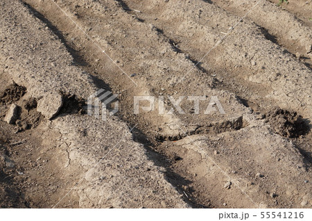 モグラの跡 55541216