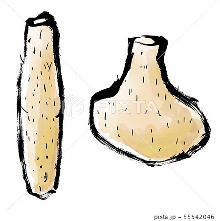 筆描き　野菜　食物　長芋 55542046