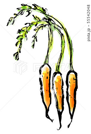 筆描き 野菜 食物 ミニ人参 筆描き 野菜 食物 ミニ人参 55542048