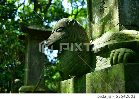 がめんとさん がめんとさん 55542603