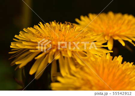 タンポポ タンポポ 55542912