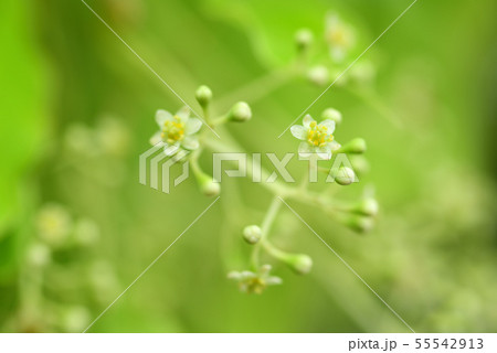 楠の花 楠の花 55542913