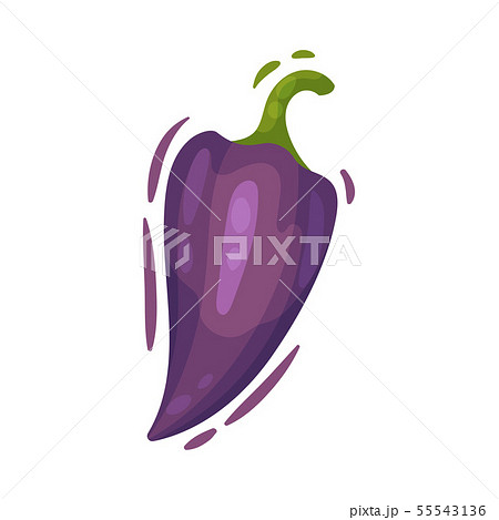 Whole bitter pepper. Vector illustration on white background. 55543136