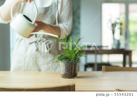 植物 水やり 植物 水やり 55543201