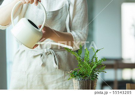 植物　水やり 55543205