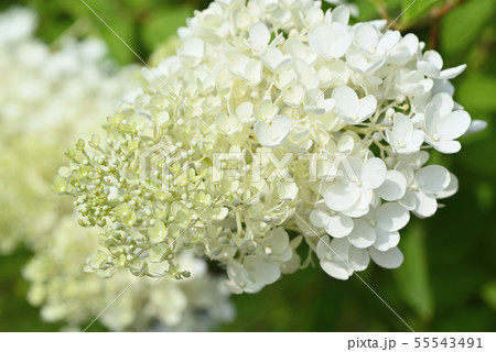 ノリウツギ(ミナヅキ) ノリウツギ(ミナヅキ) 55543491