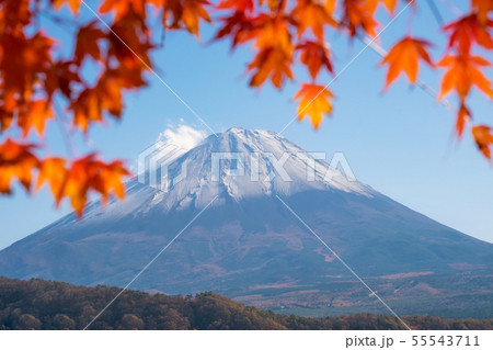 Mt. Fuji volcano Japan symbol with autumn colorful 55543711