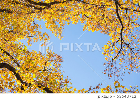 Yellow ginkgo tree leaf in autumn fall season blue 55543712