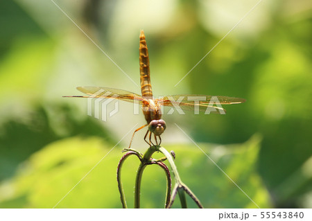 ショウジョウトンボ 55543840