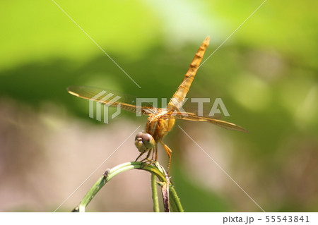 ショウジョウトンボ 55543841