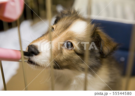 ケージの中で水を飲むシェルティー子犬の写真素材